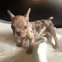 Bella, a female French Bulldog for sale in Palmdale, CA – Photo 5 of 10