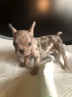 Bella, a female French Bulldog for sale in Palmdale, CA – Photo 5 of 10