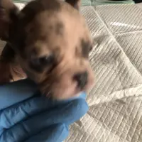 Bella, a female French Bulldog for sale in Palmdale, CA – Photo 7 of 10