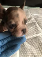 Bella, a female French Bulldog for sale in Palmdale, CA – Photo 7 of 10