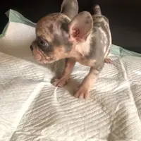 Bella, a female French Bulldog for sale in Palmdale, CA – Photo 6 of 10