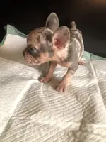 Bella, a female French Bulldog for sale in Palmdale, CA – Photo 6 of 10