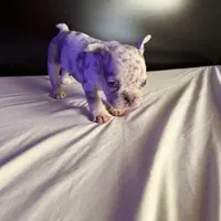 Bella, a female French Bulldog for sale in Palmdale, CA – Photo 1 of 10