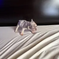 Bella, a female French Bulldog for sale in Palmdale, CA – Photo 2 of 10