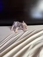 Bella, a female French Bulldog for sale in Palmdale, CA – Photo 2 of 10