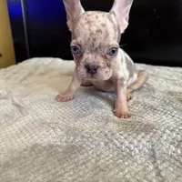 Bela, a female French Bulldog for sale in Palmdale, CA – Photo 1 of 9