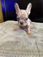 Bela, a female French Bulldog for sale in Palmdale, CA – Photo 1 of 9