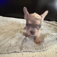 Bela, a female French Bulldog for sale in Palmdale, CA – Photo 9 of 9