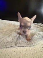 Bela, a female French Bulldog for sale in Palmdale, CA – Photo 9 of 9