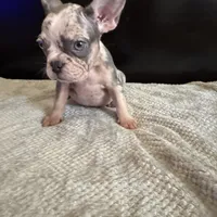 Bela, a female French Bulldog for sale in Palmdale, CA – Photo 4 of 9