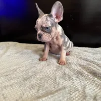 Bela, a female French Bulldog for sale in Palmdale, CA – Photo 6 of 9