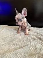 Bela, a female French Bulldog for sale in Palmdale, CA – Photo 6 of 9