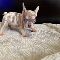 Bela, a female French Bulldog for sale in Palmdale, CA – Photo 3 of 9