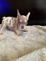 Bela, a female French Bulldog for sale in Palmdale, CA – Photo 3 of 9