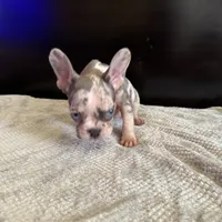 Bela, a female French Bulldog for sale in Palmdale, CA – Photo 8 of 9