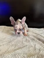 Bela, a female French Bulldog for sale in Palmdale, CA – Photo 8 of 9