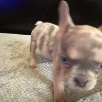 Bela, a female French Bulldog for sale in Palmdale, CA – Photo 5 of 9