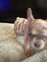 Bela, a female French Bulldog for sale in Palmdale, CA – Photo 5 of 9