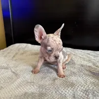 Bela, a female French Bulldog for sale in Palmdale, CA – Photo 7 of 9