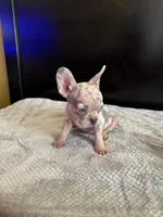 Bela, a female French Bulldog for sale in Palmdale, CA – Photo 7 of 9