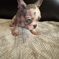 Bela, a female French Bulldog for sale in Palmdale, CA – Photo 2 of 9