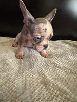 Bela, a female French Bulldog for sale in Palmdale, CA – Photo 2 of 9