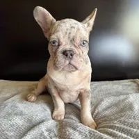 Pearl, a  French Bulldog for sale in Palmdale, CA – Photo 8 of 10