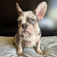 Pearl, a  French Bulldog for sale in Palmdale, CA – Photo 2 of 10