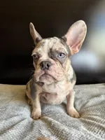 Pearl, a  French Bulldog for sale in Palmdale, CA – Photo 2 of 10