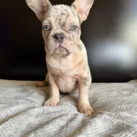 Pearl, a  French Bulldog for sale in Palmdale, CA – Photo 9 of 10