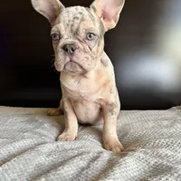 Pearl, a  French Bulldog for sale in Palmdale, CA – Photo 5 of 10