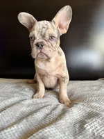 Pearl, a  French Bulldog for sale in Palmdale, CA – Photo 5 of 10