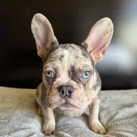 Pearl, a  French Bulldog for sale in Palmdale, CA – Photo 7 of 10