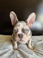 Pearl, a  French Bulldog for sale in Palmdale, CA – Photo 7 of 10