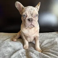 Pearl, a  French Bulldog for sale in Palmdale, CA – Photo 6 of 10