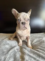Pearl, a  French Bulldog for sale in Palmdale, CA – Photo 6 of 10