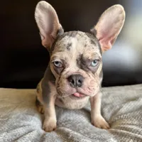 Pearl, a  French Bulldog for sale in Palmdale, CA – Photo 4 of 10