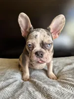 Pearl, a  French Bulldog for sale in Palmdale, CA – Photo 4 of 10