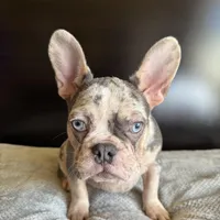 Pearl, a  French Bulldog for sale in Palmdale, CA – Photo 3 of 10