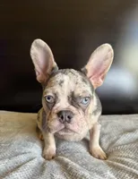 Pearl, a  French Bulldog for sale in Palmdale, CA – Photo 3 of 10