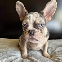 Pearl, a  French Bulldog for sale in Palmdale, CA – Photo 1 of 10