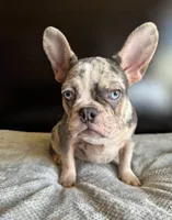 Pearl, a  French Bulldog for sale in Palmdale, CA – Photo 1 of 10