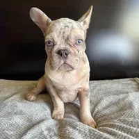 Pearl, a  French Bulldog for sale in Palmdale, CA – Photo 10 of 10