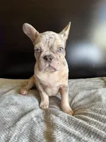 Pearl, a  French Bulldog for sale in Palmdale, CA – Photo 10 of 10