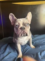 Cookie, a female French Bulldog for sale in Palmdale, CA – 3 of 3