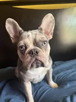 Cookie, a female French Bulldog for sale in Palmdale, CA – 2 of 3