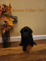 Brown collar female , a female Labrador Retriever for sale in Cortland, OH – 4 of 4