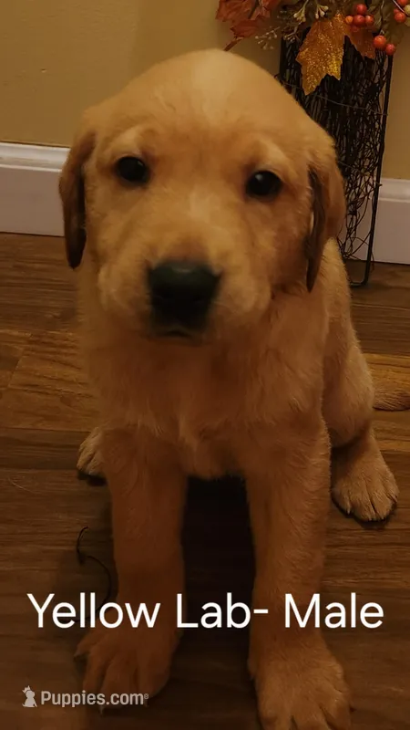 Yellow lab male – Labrador Retriever puppy for sale in Cortland, OH
