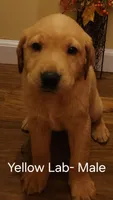 Yellow lab male, a male Labrador Retriever for sale in Cortland, OH – 1 of 3