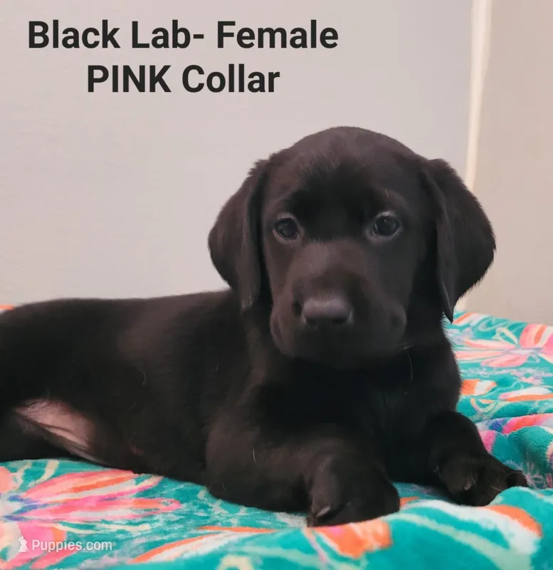 Pink female, a female Labrador Retriever for sale in Cortland, OH – Photo 1 of 1